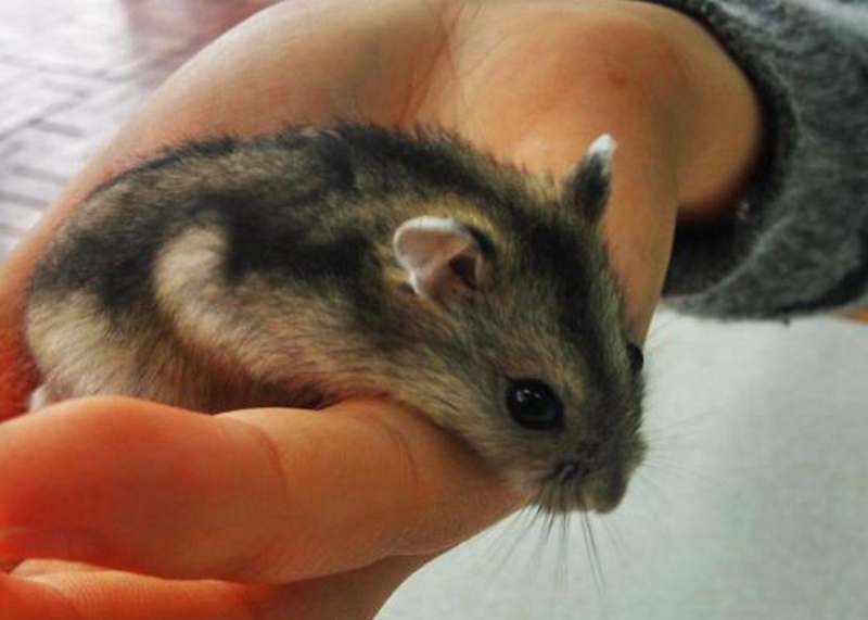 鼠鼠的眼睛好啦我代表我家仓鼠宝宝谢谢您