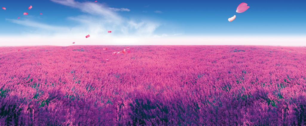 国内薰衣草旅游景点排名前十名,看国内薰衣草去哪里最美