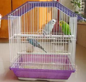 宠物在床上拉屎怎么清理,宠物粪便干在地板上怎么办