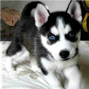 做个合格的铲屎官要关注些什么,新手铲屎官秋冬最需要关注这件事