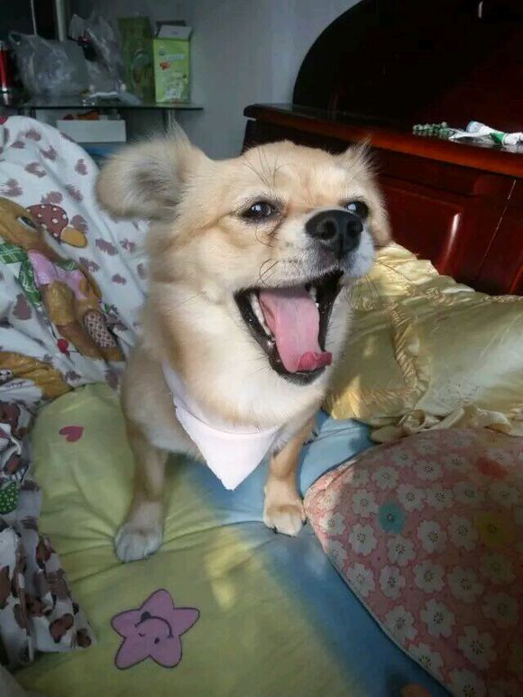 50块钱买的小土狗，得了细小后一周就痊愈了，不比那些名犬低贱