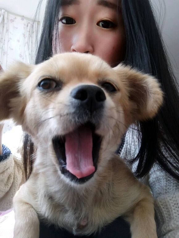 50块钱买的小土狗，得了细小后一周就痊愈了，不比那些名犬低贱