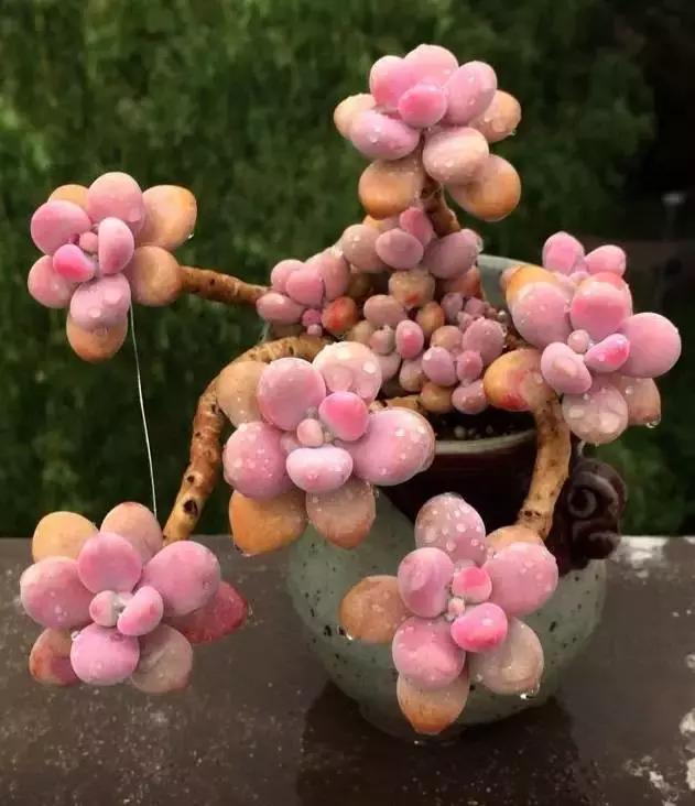 高价多肉老桩也能造假，1年当5年卖！