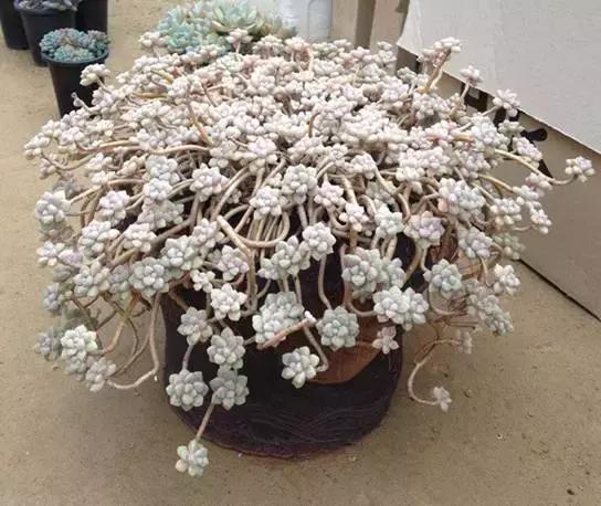 高价多肉老桩也能造假，1年当5年卖！