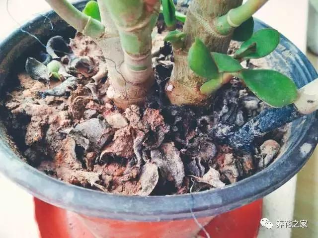 怎样知道花盆土壤酸碱度,怎样改变花盆的碱性