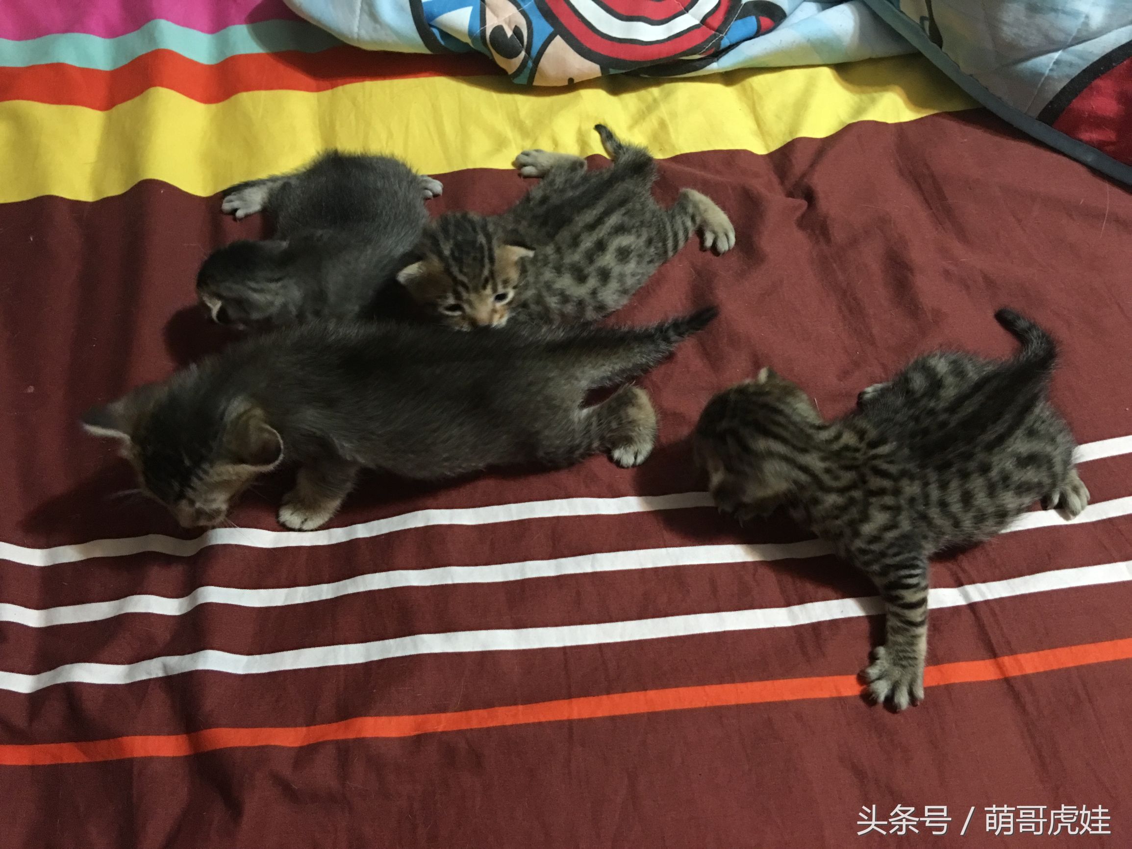 家里的母猫没有怀孕咪咪却变大了，铲屎的：你在外面都干了什么？