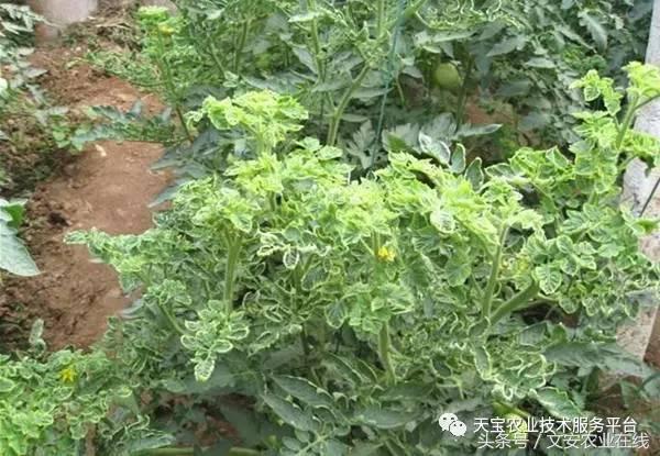 防治大豆病毒病的药剂有哪些,最新病毒病防治药剂