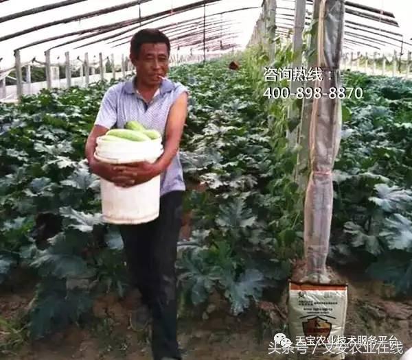 防治大豆病毒病的药剂有哪些,最新病毒病防治药剂