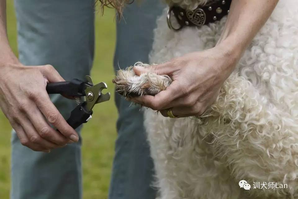 狗狗需要剪脚上毛么,狗狗在宠物店剪毛包含剪指甲吗