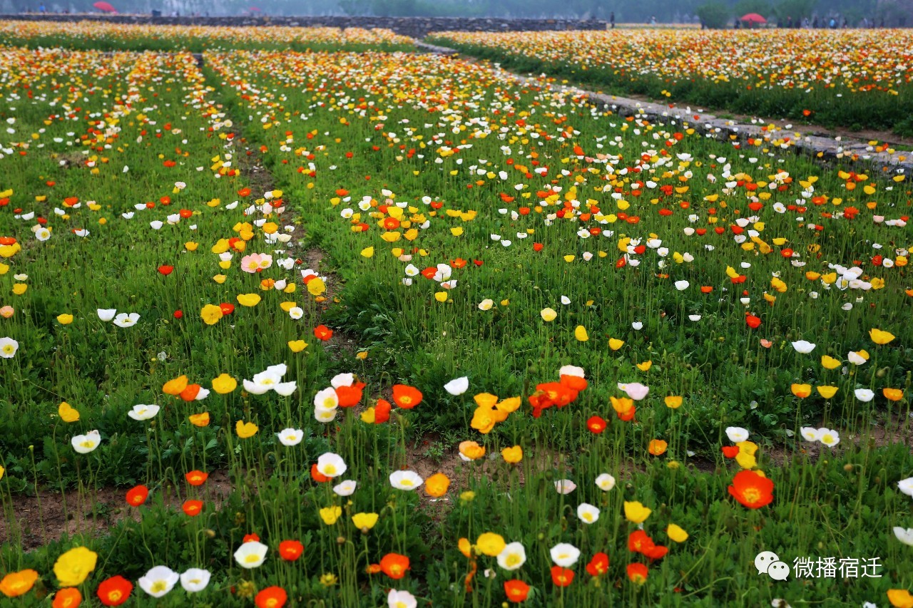 三台山五月盛开的花,5月宿迁三台山开什么花