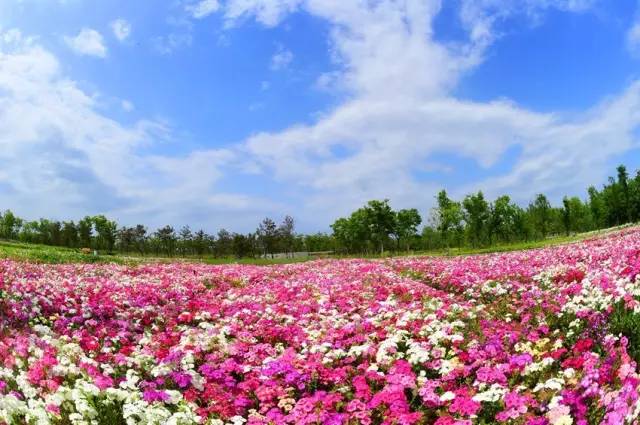 三台山五月盛开的花,5月宿迁三台山开什么花