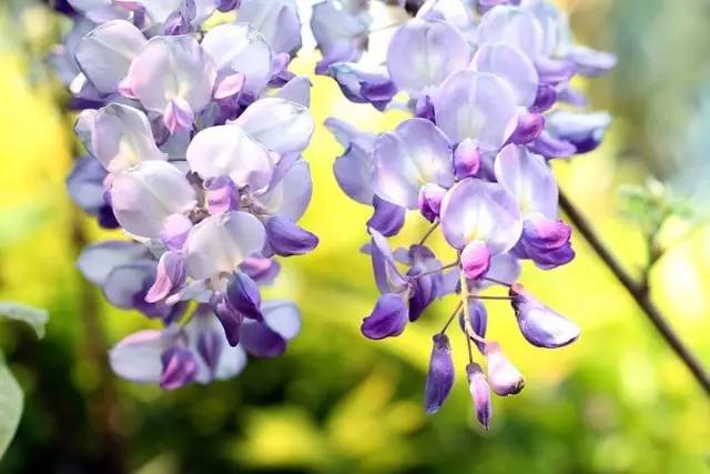 三台山五月盛开的花,5月宿迁三台山开什么花