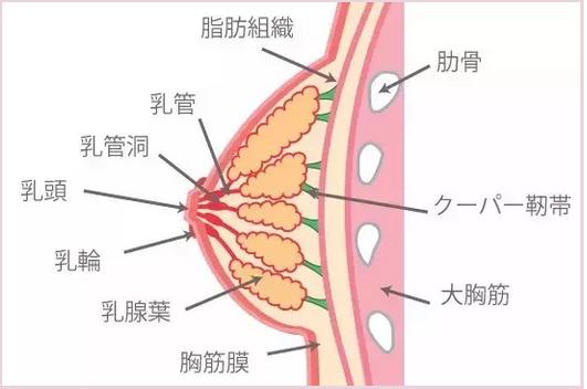 母乳乳腺癌,母乳喂养患乳腺癌的几率会小一些