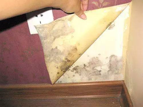 衣柜里的鞋子发霉了,夏季衣服鞋子柜子发霉怎样处理