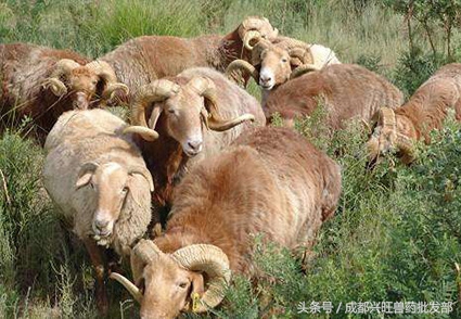 羊尿不出，考虑是否是尿结石，以及如何预防