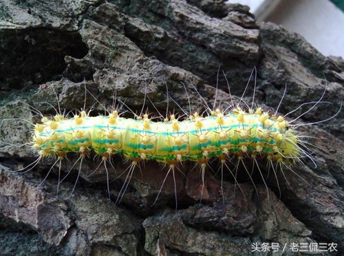 这像毛毛虫的野味，谁见过？又有谁敢吃？我是不止吃过一次，香！