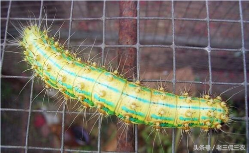 这像毛毛虫的野味，谁见过？又有谁敢吃？我是不止吃过一次，香！