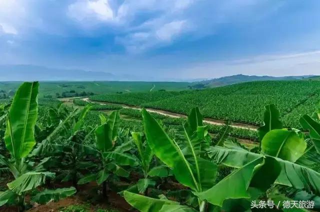 现在南宁去哪里赏花,南宁到武鸣采摘