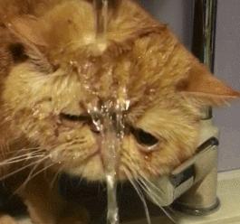 加菲猫被关进猫咪训练营,加菲猫最耻辱的时刻