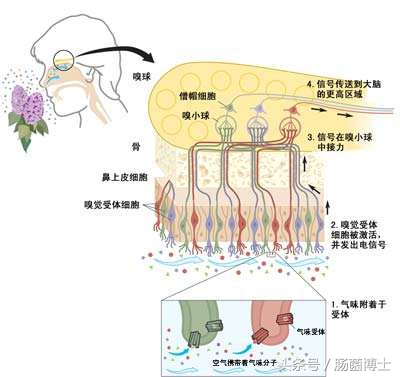 香氛疗法？有望成为结直肠癌治疗的一种新方法