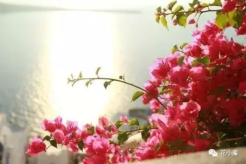 中国的哲学聪颖,中国的哲学和西方的科学