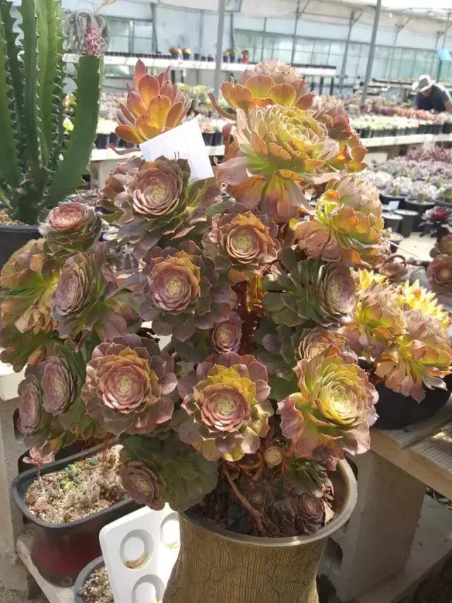 高价多肉老桩也能造假，1年当5年卖！