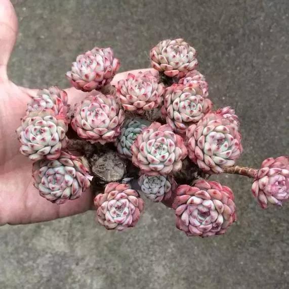 高价多肉老桩也能造假，1年当5年卖！