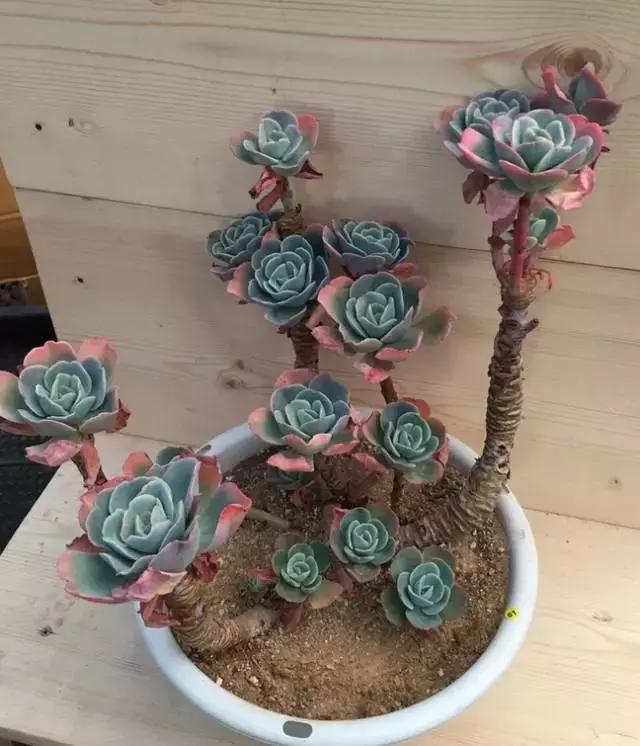 高价多肉老桩也能造假，1年当5年卖！