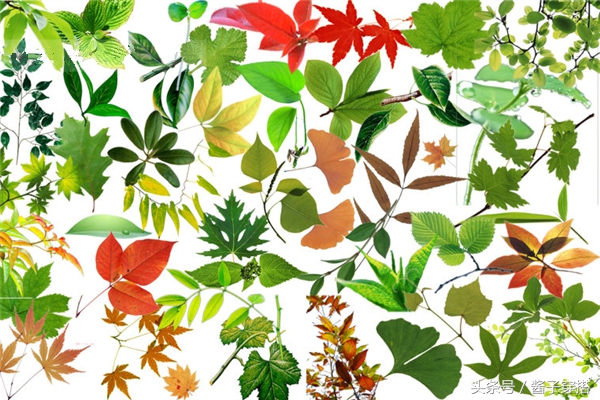 叶子化为饰品，时尚搭配的谨慎机