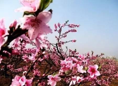 为什么说腊梅是梅花,陆游眼中的梅花是怎样的