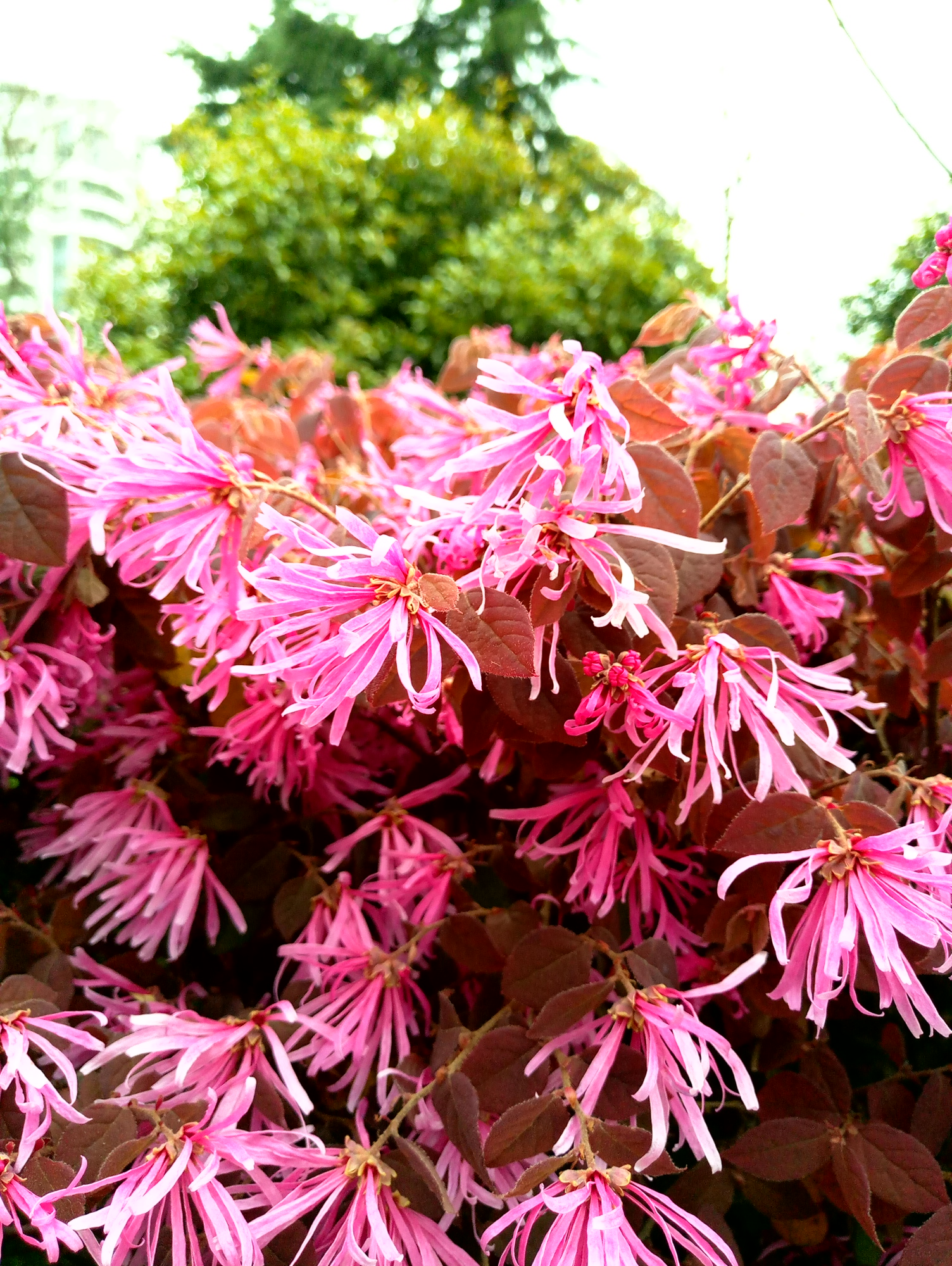 魅族mx6的体验怎么样,魅族mx6深度解析