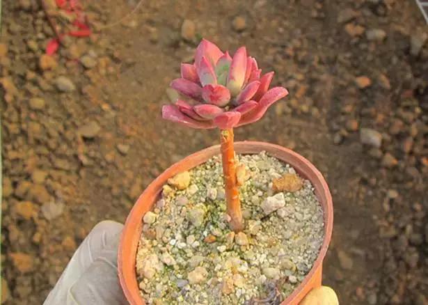 高价多肉老桩也能造假，1年当5年卖！