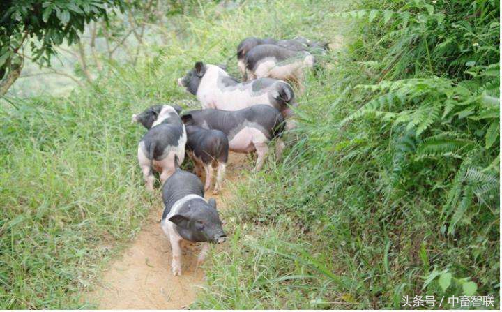 水土不服为什么要吃土,水土不服的猪