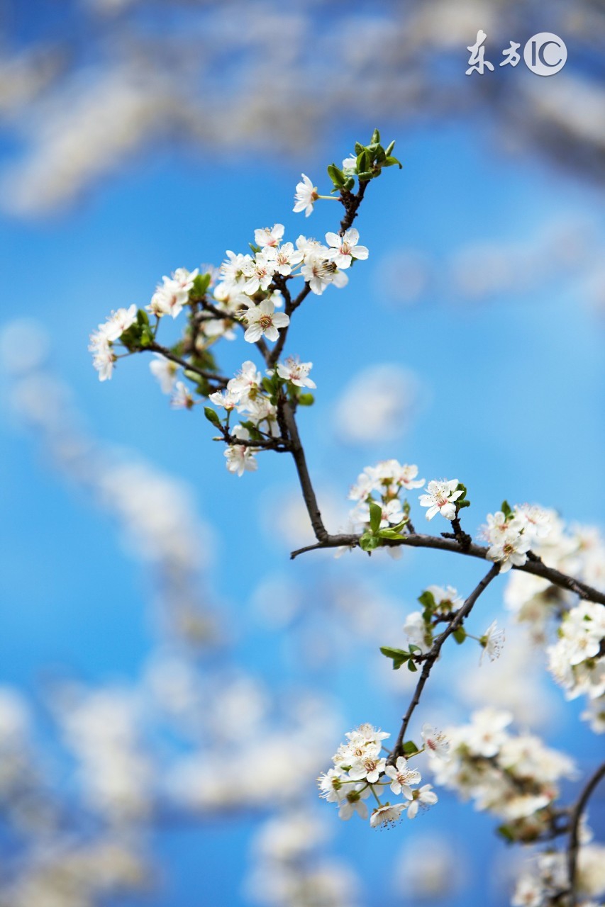 糖尿病病人如何使用胰岛素,糖尿病患者首选什么麻醉药