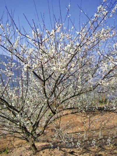 为什么说腊梅是梅花,陆游眼中的梅花是怎样的