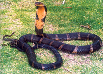 上山被毒蛇咬了如何自救,在野外被毒蛇咬伤如何自救