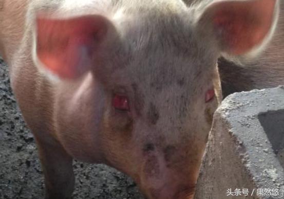 兽医让动物起死回生,兽医起死回生