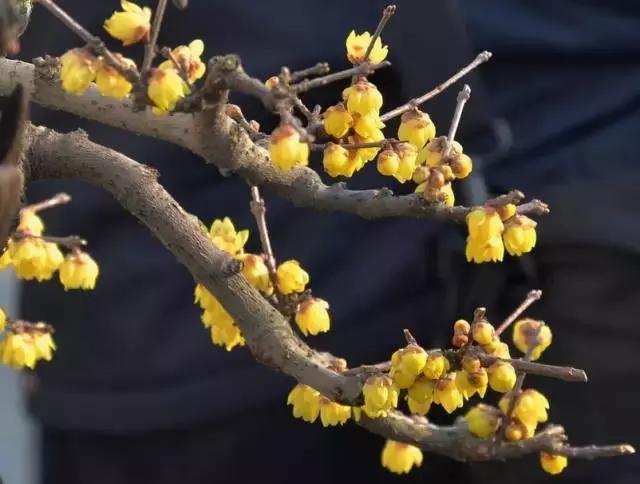 5鏈堜唤鎵︽彃浣曟椂鍙互涓婄泦,澶忓ぉ鎵︽彃鐨勬柟娉曞拰娉ㄦ剰浜嬮」