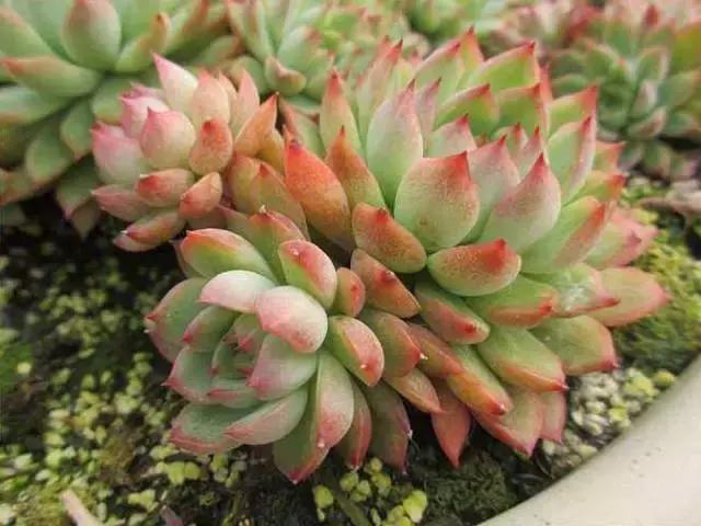 5鏈堜唤鎵︽彃浣曟椂鍙互涓婄泦,澶忓ぉ鎵︽彃鐨勬柟娉曞拰娉ㄦ剰浜嬮」