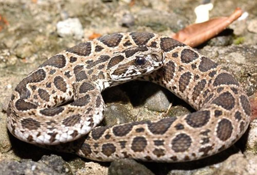 上山被毒蛇咬了如何自救,在野外被毒蛇咬伤如何自救