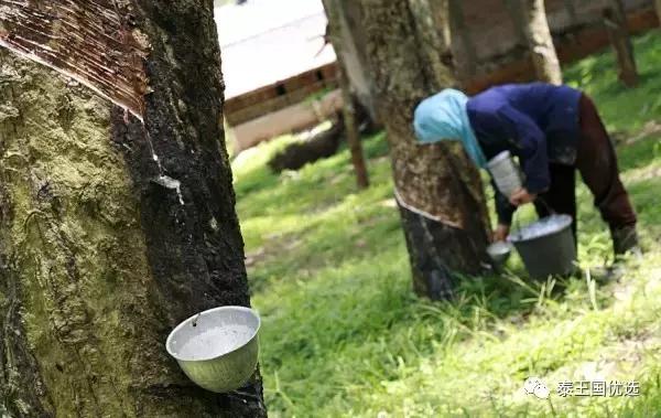 乳胶枕头真假海南,如何鉴别乳胶枕头的真假与好坏