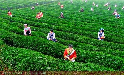 怎样在网上卖自家茶叶,想在抖音上卖茶叶怎么做
