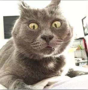 阿里巴巴麒麟服务器,麒麟服务器阿里