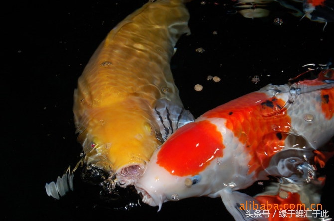 鱼生病三步骤,鱼生病了单独治疗关注事项