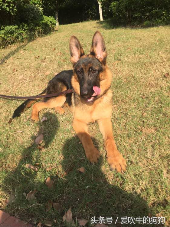 德牧幼犬趴蹄属于什么情况,三个月的幼犬趴蹄啥问题呢