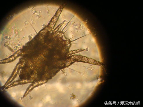 新手养猫怎么预防猫癣加重,养猫知识猫咪伤口抹什么消炎药