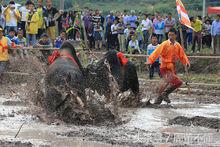 十二生肖由来的动画视频,十二生肖猴子真正的由来