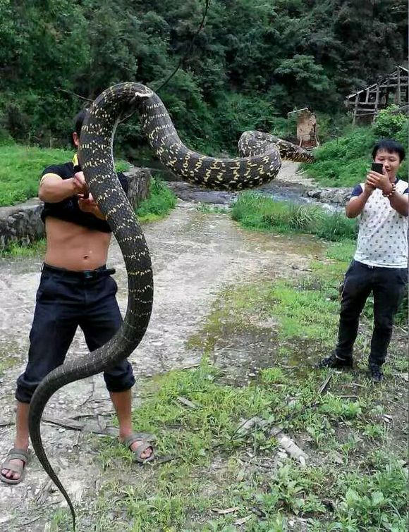 最全防蛇指南之如何防止被蛇咬伤,钓鱼途中遇到水蛇怎么办