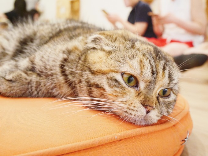 三天吃遍曼谷精选美食（给第一次去曼谷的你）