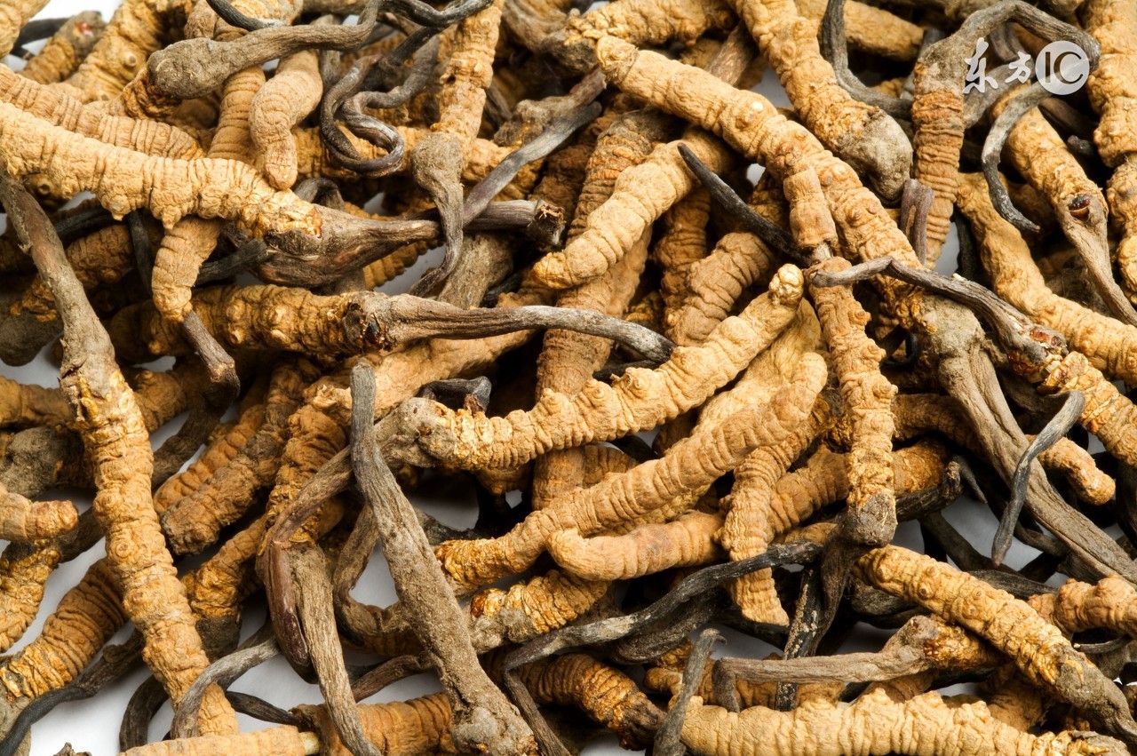 冬虫夏草的真实历程,冬虫夏草深度解析